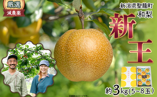 
                  新潟和梨【新王】約3kg（5～8玉）
                