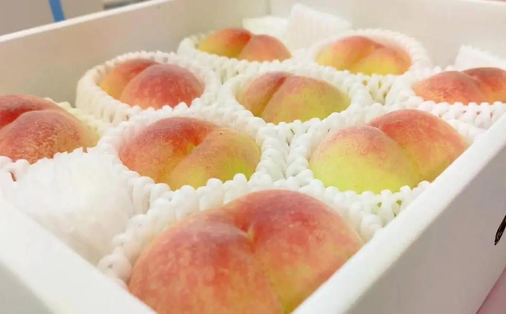 【先行予約】岡山白桃 約1.5kg（6玉前後）【2026年7月上旬～7月下旬迄順次発送予定】【もも 桃 清水白桃 白桃 果物 フルーツ 国産 人気 おすすめ 岡山県 倉敷市】