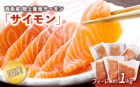 【国産サーモン】西条産陸上養殖サーモン「サイモン」冷凍フィーレ1匹分（約1㎏）【2026年1月～4月発送】