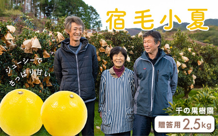 千の果樹園の宿毛小夏2.5kg・贈答用