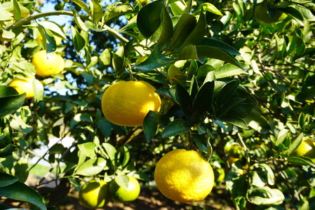 先行予約 スイートスプリング 約8kg 40個前後 2025年12月上旬から2026年1月下旬発送予定 ひでみかん