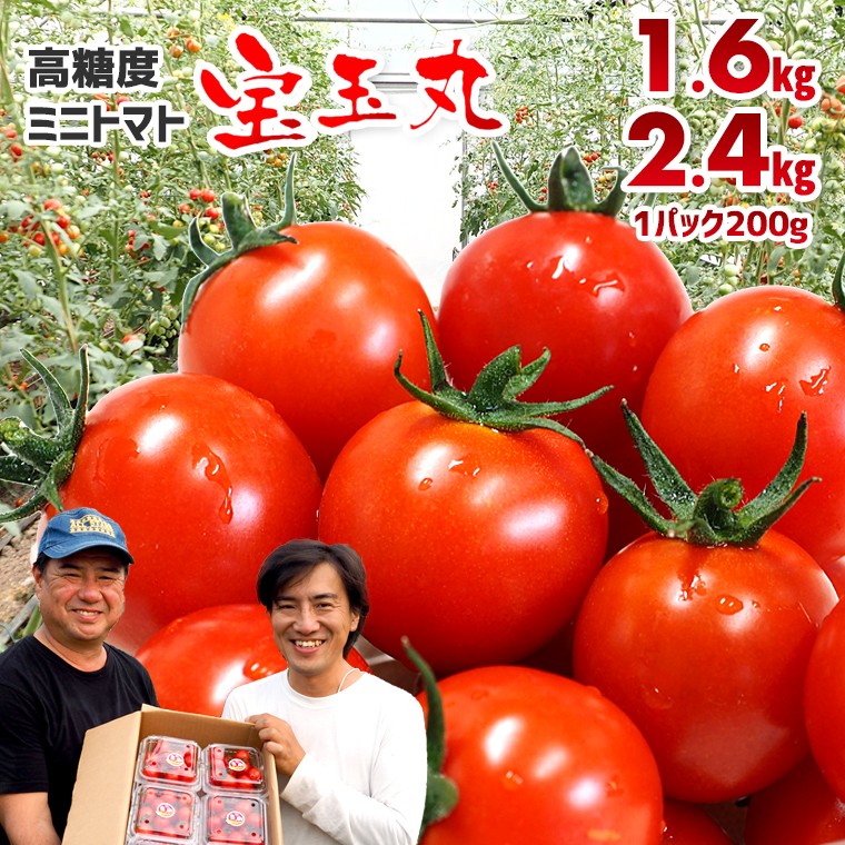 
                  【朝どり直送】高糖度ミニトマト「宝玉丸」8パック 計1.6kg 12パック 計2.4kg 選べる　ミニトマト トマト 高糖度 甘い 酸味 おすすめ 毎月 数量限定 期間限定 朝どり とれたて 新鮮 パック 小分け 産地直送 農家直送 生産者直送 野菜 農作物 有機肥料 国産 サラダ 宝玉丸 送料無料 常温
                