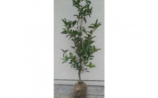 四季咲きギンモクセイ(スイートオリーブ) 樹高約1m ※取扱説明書付き