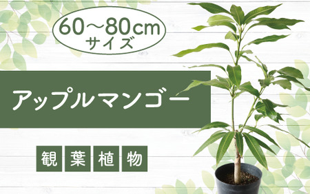 アップルマンゴー苗木 6号 アーウィン種 3～4年生苗 前園植物園 030-1362 観葉植物  観葉植物  観葉植物  観葉植物 観葉植物