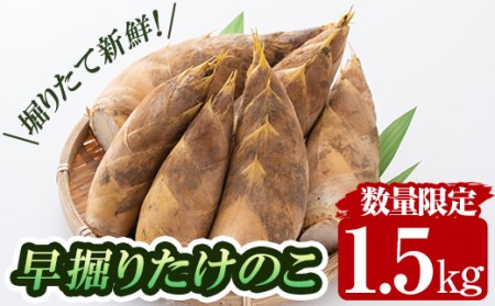a806 ＜先行予約受付中！2026年12月下旬～2027年2月末の間に発送予定＞数量限定！早堀り筍(正味約1.5kg)【夢竺山株式会社】姶良市 国産 早堀り たけのこ タケノコ 筍 竹の子