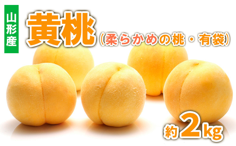 
山形産 黄桃 (柔らかめの桃・有袋) 約2kg 秀品 【令和6年産先行予約】FS23-718
