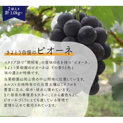 ふるさと納税 真庭市 【発送月固定定期便】【2026年先行予約】ピオーネとシャインマスカットの定期便 (岡山県産)全2回 |  | 01