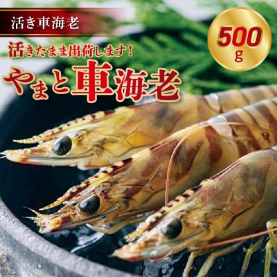ふるさと納税 天草市 【指定日必須】活き車海老「やまと車海老」500g〈先行受付〉_S010-082 | 