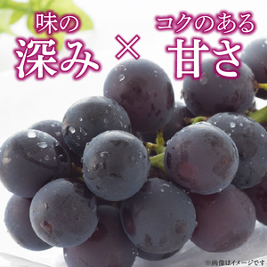 こだわりの種あり巨峰　約2kg（2025年 先行予約）ぶどう [034K01]