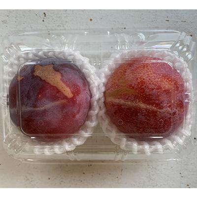 ふるさと納税 山梨市 【先行受付】訳ありプラム(すもも) 約1.2kg(6〜12個) |  | 01