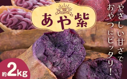 さつまいも 芋 あや紫 アヤムラサキ 約2kg Yataka farm《10月上旬-1月末頃出荷》岡山県 矢掛町 送料無料 野菜 いも サツマイモ 紫芋 紫いも お取り寄せ