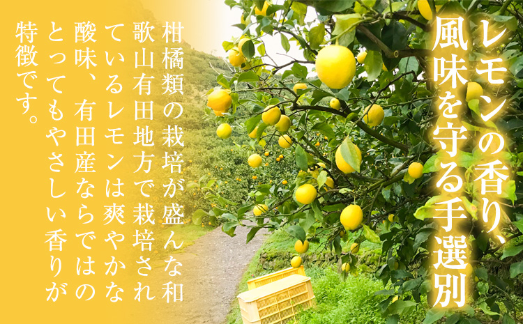 紀州和歌山 有田レモン 約3kg 有田マルシェ《2026年9月下旬-2027年2月下旬頃発送予定》和歌山県 日高町 れもん 檸檬 フルーツ ギフト 送料無料