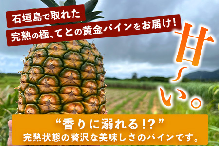 《2024年6月以降順次発送》香りに溺れる！？ 完熟の極 てとの黄金パイン2個セット【 沖縄 石垣 ゴールデン パイン パイナップル 完熟 セット フルーツ デザート 】 TF-25