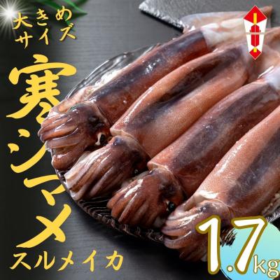 ふるさと納税 海士町 のし付 【朝どれ寒シマメ 大サイズ 5〜6杯】1.7kg以上 いか イカ スルメイカ