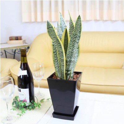 
                  【観葉植物】サンスベリア 5号 ブラックスクエアプラスチック鉢 土の表面:ウッドチップ【観葉植物 インテリア 部屋 おしゃれ 福岡県 筑前町 送料無料 AG055】
                