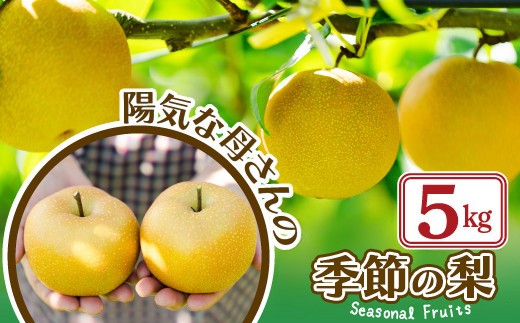【先行予約】期間・数量限定【陽気な母さんの店】Ｒ8年産「季節の梨」（5kg）80P3405 / 東北 秋田 大館 梨 ナシ なし 和梨 幸水 豊水 秋月 果物 くだもの フルーツ 東北 秋田 大館 中山地区 中山なし 中山梨 なかやまなし 農家直送