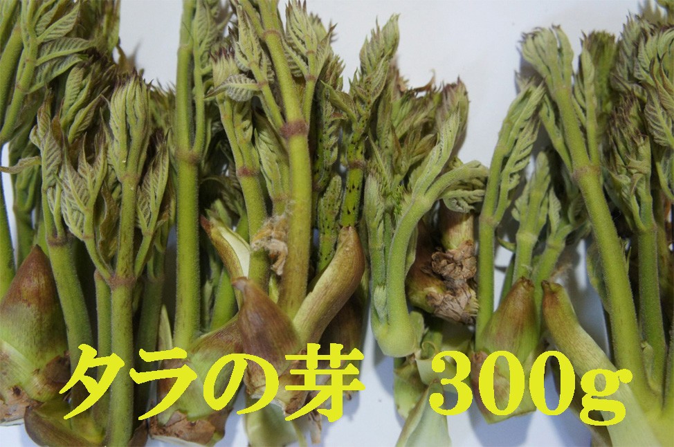 
                  阿賀町産　山菜　タラの芽　300ｇ
                