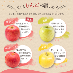 【2026年1月前半発送】 【訳あり】 りんご 約10kg サンふじ確約 青森産 品種おまかせ2種以上