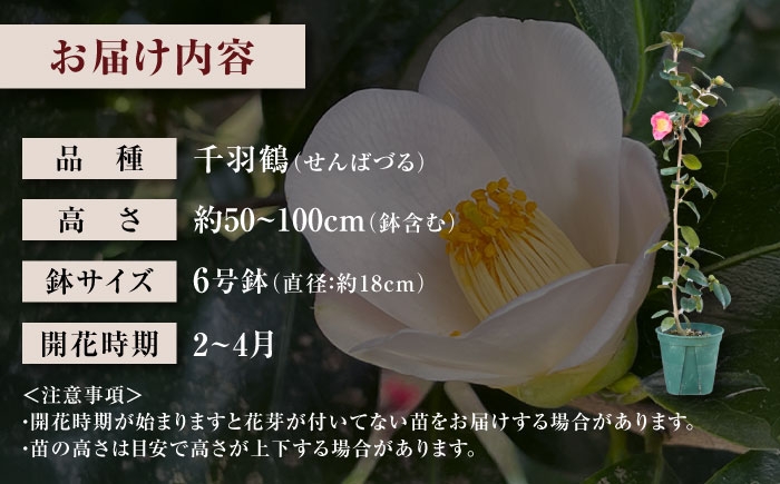 茶席や日常の一輪に。長くお花を楽しめる美しい一重ツバキ5種