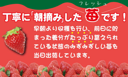 【先行予約（１月から順次出荷】さがほのか（280ｇ×３パック）（ふるかわ農園）  B120-002