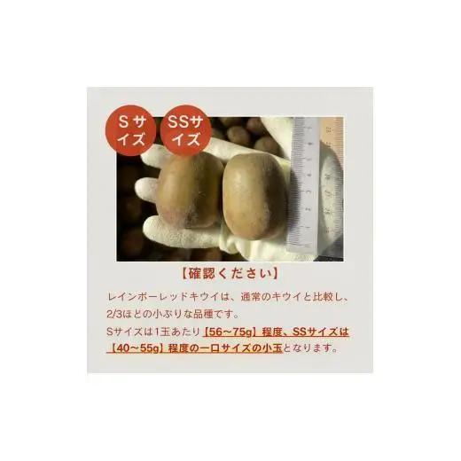 【ぽぽ農園】【訳あり・ご自宅用】レインボーレッドキウイ（四国中央市産レインボーレッド） SS サイズ 約2kg（38個～44個）