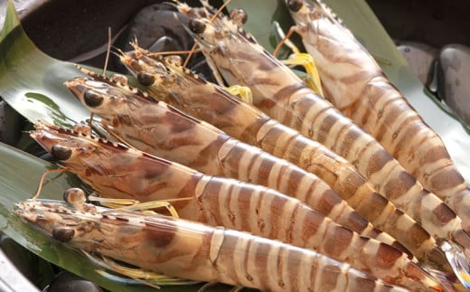 【訳アリ】活き〆急速冷凍車エビ（生食可・約400g）【先行受付】- 2025年8月より順次発送 海老 車えび 車海老 冷凍 生エビ 国産 養殖 えび天 エビフライ 塩焼き 人気 沖縄県 八重瀬町