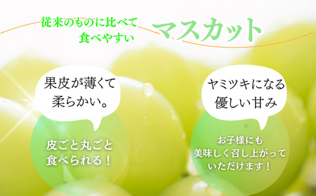 紀州和歌山産 シャインマスカット 約2kg ※2024年8月中旬～9月下旬頃に順次発送 ※日付指定不可 ぶどう ブドウ 葡萄 マスカット 果物 くだもの フルーツ 人気 シャインマスカットシャインマス