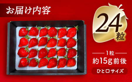 【先行予約】 ＼毎年12月より順次発送／ 紅ほっぺ 24粒 いちご 果物 フルーツ 愛西市 / くぼ苺農園 【配達不可：北海道・沖縄・離島】[AECJ010]