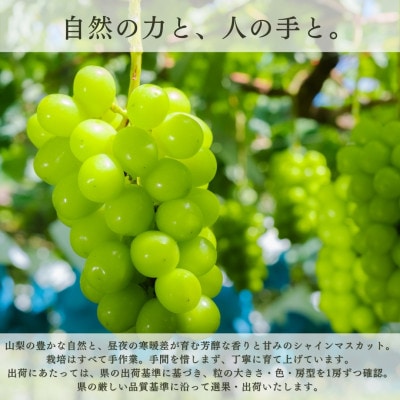 【2026年発送 先行受付】フルーツ王国山梨県産シャインマスカット 3房～4房 2.2kg以上【配送不可地域：離島】