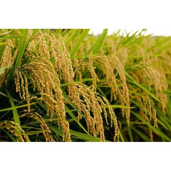 神戸市産　生産農家の「コシヒカリ」（精米4.5キロ）【2025年産】