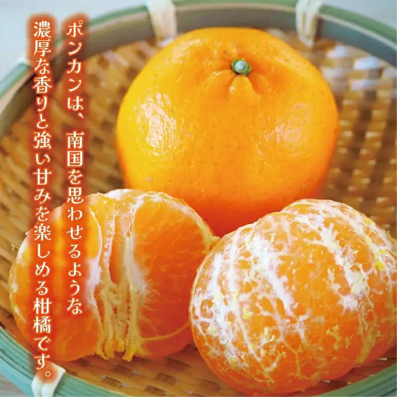 【先行予約】 【愛南産 ポンカン】冬の柑橘 ポンカン 3kg みかん 柑橘 ジューシー 愛媛 愛南 吉田農園