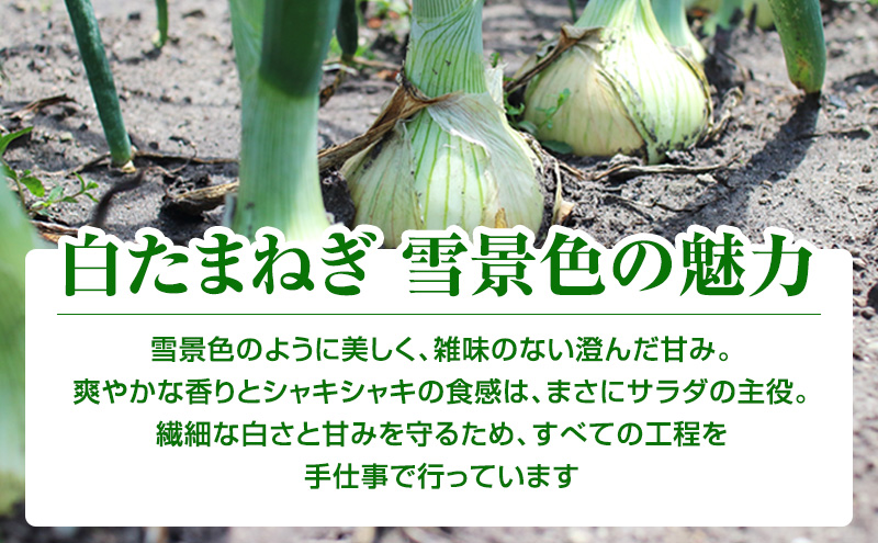 【2026年夏発送】富良野産 白玉ねぎ 雪景色 約5kg （約15～25玉）新玉ねぎ 野菜 甘い 新鮮 直送 玉ねぎ 玉葱 サラダ 北海道 富良野 幕田農園