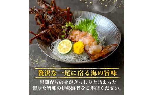 伊勢海老 500g以上 イセエビ 伊勢エビ 海老 エビ ギフト 贈答 贈り物 天然 魚介 海の幸 鮮魚 刺身 刺し身 お造り 姿造り 焼き物 汁物 味噌汁 鍋 冷蔵 高級 高知県 須崎市 GK015 