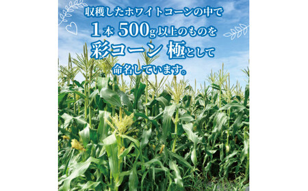 【先行予約】 彩コーン 極 約4kg 8本 ホワイトコーン とうもろこし 白いとうもろこし コーン スイートコーン 朝食 昼食 夕食 デザート おやつ 糖度 野菜 産地直送 京都 八幡 ふるさと農園