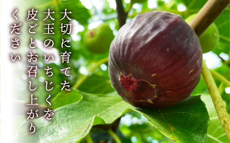 先行予約 完熟 いちじく［極］ 2箱セット 2026年6月～10月お届け いちじく イチジク フルーツ 果物