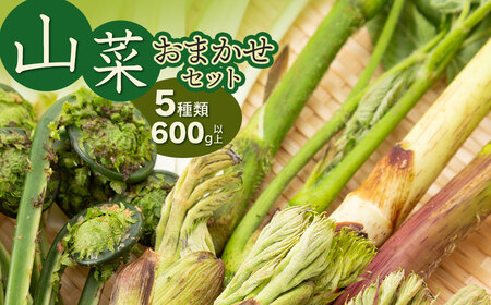 【令和8年発送】山菜おまかせセット（5種以上）　計600g以上　こしあぶら、タラの芽、水ふき等　グレイスファーム