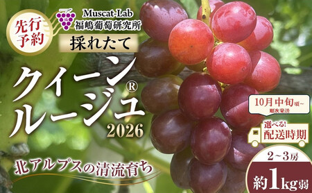 【先行予約】B 2026  クイーンルージュ ®　2房～3房　約1キロ弱 【2026年10月中旬頃～順次発送予定】長野県産　国際特許有機肥料栽培 クイーンルージュ