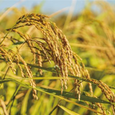 ふるさと納税 美里町 【令和7年産】九州のお米食味コンクール2年連続優勝!熊本県美里町のお米　ヒノヒカリ　10kg×1袋 |  | 02