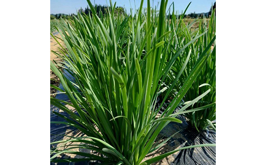 山形県 戸沢村産 にら 2kg(20束) 2026年5月下旬から順次発送 国産 野菜 やさい 韮 ニラ 料理 餃子 炒め物 惣菜 自宅 家庭 F7W-0337