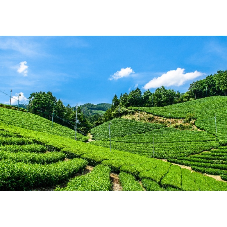 宇治・有機焙じ茶ティーバッグタイプ 3g×40個入×2缶〈有機 オーガニック 無農薬 お茶 ほうじ茶 焙じ茶 ティーバッグ ティーパック宇治 飲料 日本茶 加工食品 リラックス 茶缶〉_イメージ3