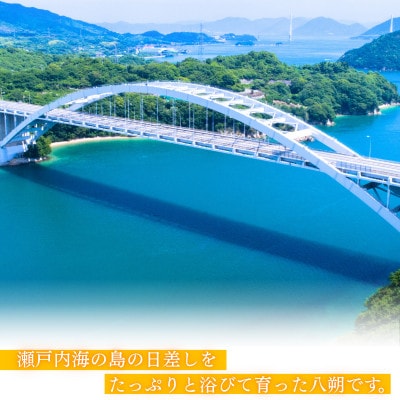 【先行予約】【ご家庭用(キズあり)】大三島産 八朔　約10kg【K003220M10】【1668590】