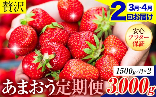 【2ヶ月定期便】いちご あまおう 先行予約 約1500g (約250g×6パック) くだもの 果物 【着日指定不可】《2027年3月・4月頃出荷予定》あまおう 福岡 果物 フルーツ