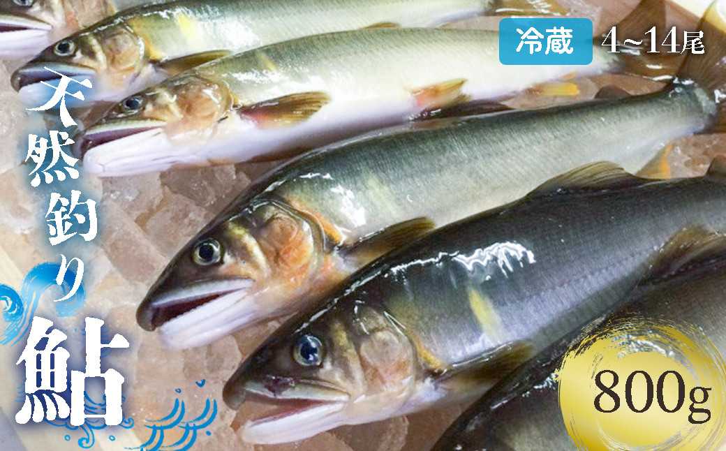 
            【祝！！生鮎解禁！】四万十川上流の天然釣り鮎 800g【冷蔵4～14尾】【着日指定不可】Esj-31k あゆ アユ 魚 魚介 川魚 塩焼き 冷蔵 鮎 塩焼き 天然
          