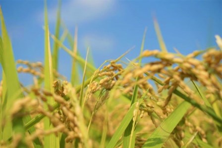 【令和5年産】茨城県産コシヒカリ10kg（5kg×2袋）精米JA茨城むつみ_CL05◇