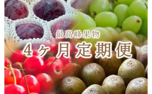 ＜2026年発送先行予約＞南アルプス市自慢の大人気4種セット“さくらんぼ” “貴陽” “シャインマスカット” "レッドキウイ" 4ヶ月定期便  ALPAL001
