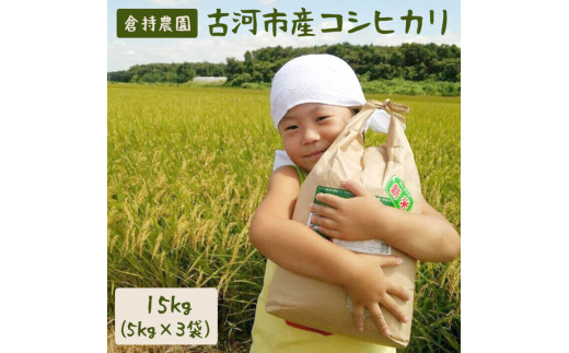 【令和7年産】【新米】古河市産 コシヒカリ15kg【倉持農園】 | 米 こめ コメ こしひかり コシヒカリ 15キロ 古河市産 茨城県産 贈答 贈り物 プレゼント 茨城県 古河市 直送 農家直送 産地直送 送料無料 _AN02 ※2025年11月上旬頃より順次発送予定