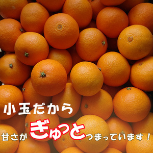 【2026年12月中旬頃から順次発送】【紅まどんな と同品種】 愛果28号 小玉 2kg(12?16個) ｜ まどんな【NM0032】