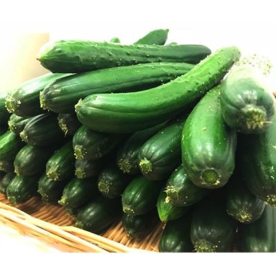 ふるさと納税 あさぎり町 熊本県産　きゅうり　5kg(40本以上) |  | 01