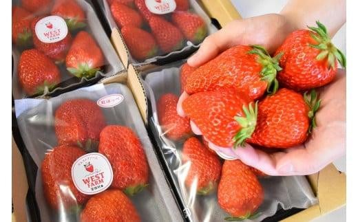 
            宮田村産　ウエストファームのいちご　紅ほっぺ　約240g×4パック（いちご 果物 くだもの フルーツ 食品 上伊那 宮田村 長野 信州 産地直送 べにほっぺ 新鮮 甘い 甘酸っぱい お取り寄せ 人気 ギフト 贈答 お祝い プレゼント スイーツ デザート ビタミンC 春 限定 国産 日本産 自然派 安心 安全 家庭用 贈答用 朝食用 ヘルシー 健康 食材）
          