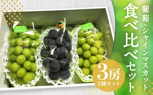 【先行予約受付】 ぶどう食べ比べセット！ シャインマスカット2房、葡萄1房 計3房【2025年8月上旬～8月下旬迄発送予定】 ／ 葡萄 ぶどう ブドウ シャインマスカット マスカット ピオーネ 巨峰 ナガノパープル 藤稔 ふじみのり 果物 フルーツ 季節の果物 食べ比べ セット 詰め合わせ 詰合せ 長崎県産 長崎市産 長崎県 長崎市 冷蔵